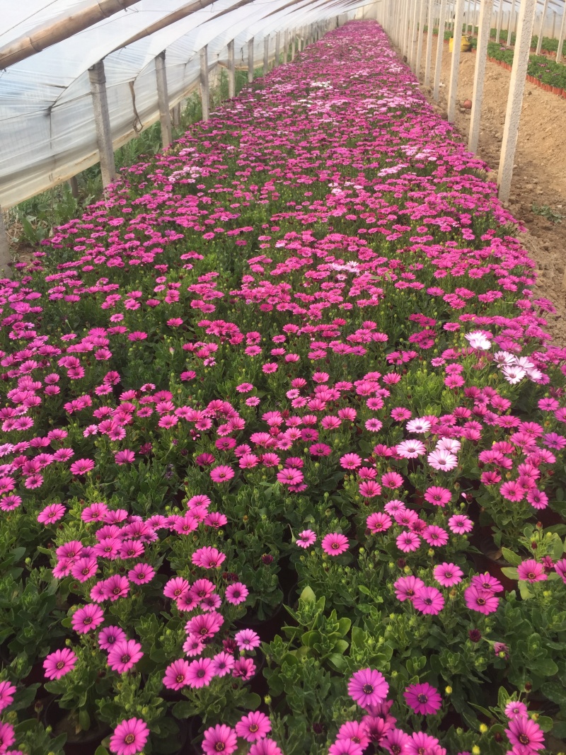 南非万寿菊农户直销南非万寿菊60万低价处理