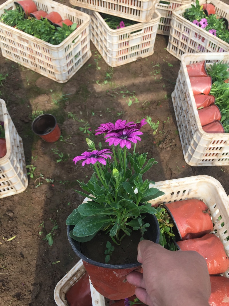 南非万寿菊农户直销南非万寿菊60万低价处理