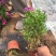 南非万寿菊农户直销南非万寿菊60万低价处理