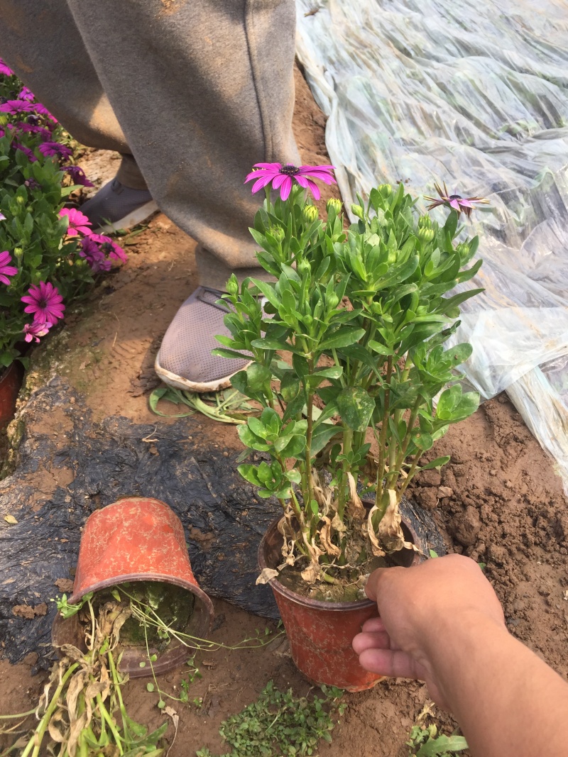 南非万寿菊农户直销南非万寿菊60万低价处理