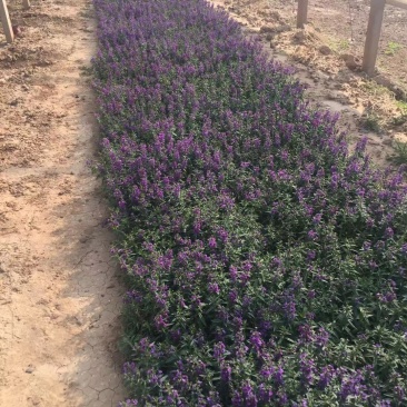 香彩雀自产自销香菜雀600万低价处理。