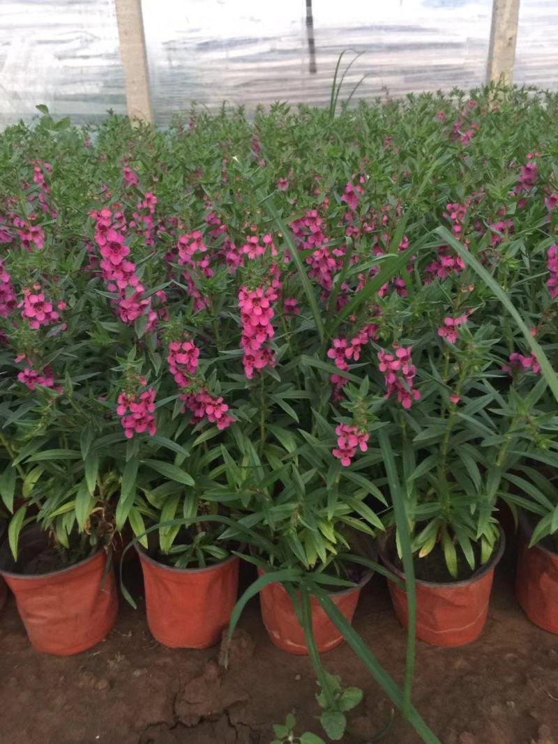 香彩雀自产自销香菜雀600万低价处理。