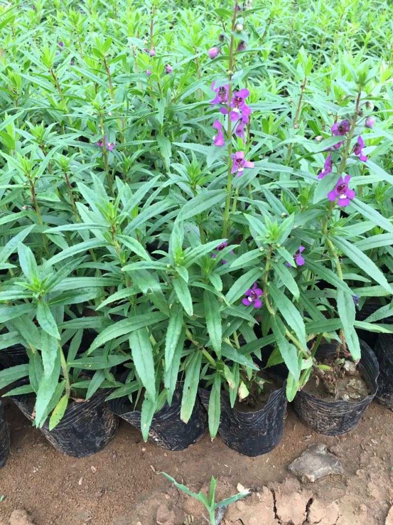 香彩雀自产自销香菜雀600万低价处理。