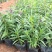 香彩雀自产自销香菜雀600万低价处理。