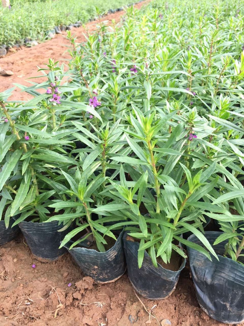 香彩雀自产自销香菜雀600万低价处理。