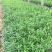 香彩雀自产自销香菜雀600万低价处理。