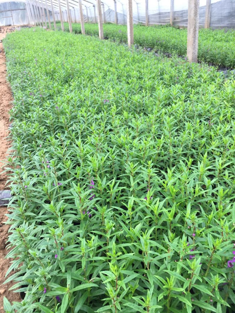 香彩雀自产自销香菜雀600万低价处理。
