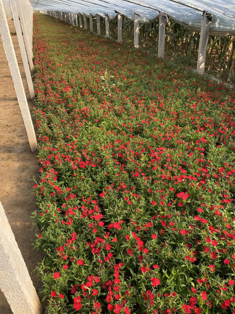 美国石竹自产自销美国石竹种植基地美国石竹低价处理