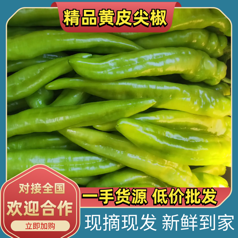 福建黄皮尖椒精品，基地现摘现发，一手货源无差价，欢迎致电