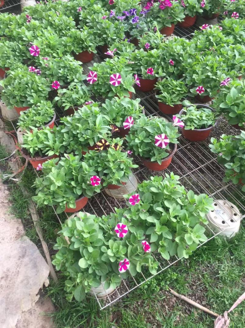 垂钓彩牵牛自产自销垂钓彩牵牛种植基地垂钓彩牵牛