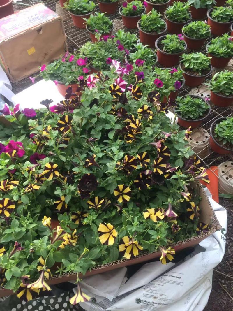 垂钓彩牵牛自产自销垂钓彩牵牛种植基地垂钓彩牵牛