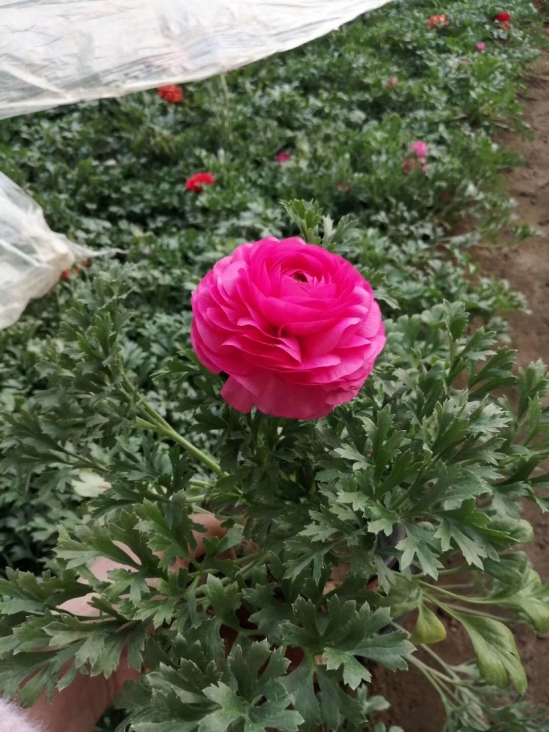 花毛茛自产自销花毛茛种植基地自产自销