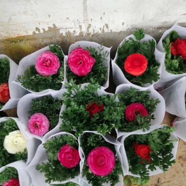 芹叶牡丹自产自销芹叶牡丹60万低价处理