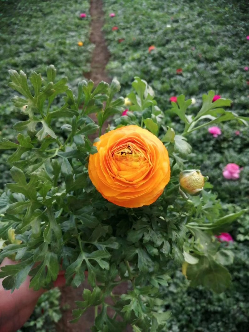 芹叶牡丹自产自销芹叶牡丹60万低价处理