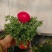 芹叶牡丹自产自销芹叶牡丹60万低价处理