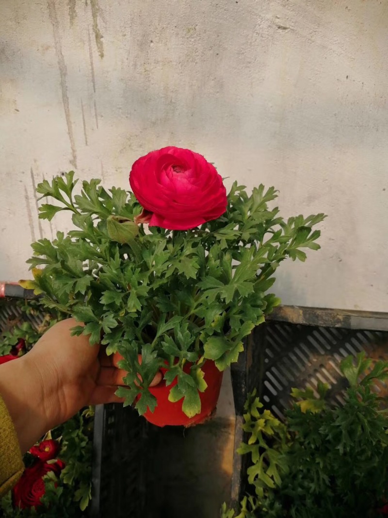 芹叶牡丹自产自销芹叶牡丹60万低价处理