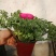 芹叶牡丹自产自销芹叶牡丹60万低价处理