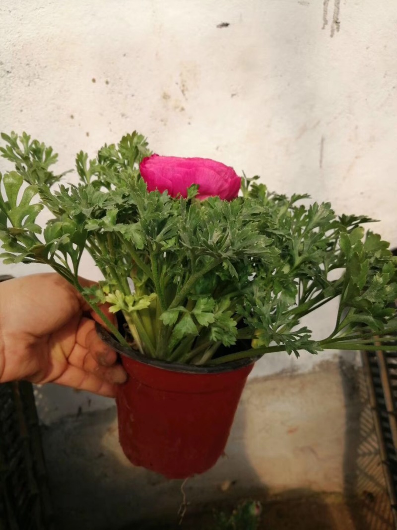 芹叶牡丹自产自销芹叶牡丹60万低价处理