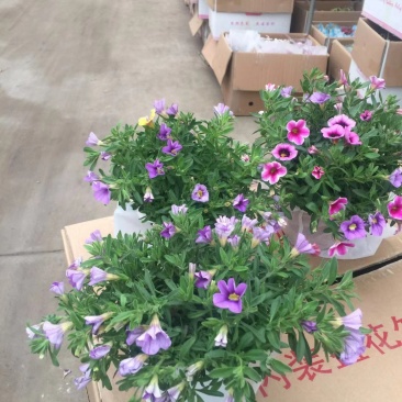 舞春花农户直销舞春花种植基地舞春花自产自销