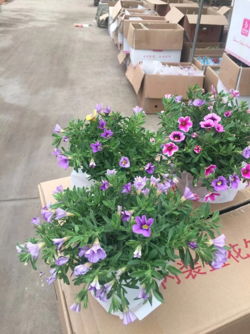 舞春花农户直销舞春花种植基地舞春花自产自销