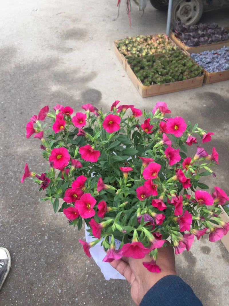 舞春花农户直销舞春花种植基地舞春花自产自销