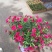 舞春花农户直销舞春花种植基地舞春花自产自销