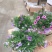 舞春花农户直销舞春花种植基地舞春花自产自销