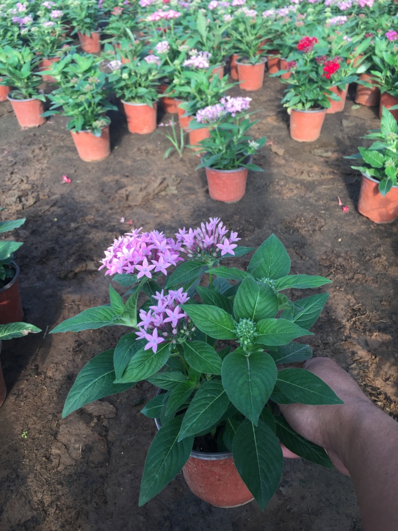 繁星花自产自销繁星花种植基地繁星花批发
