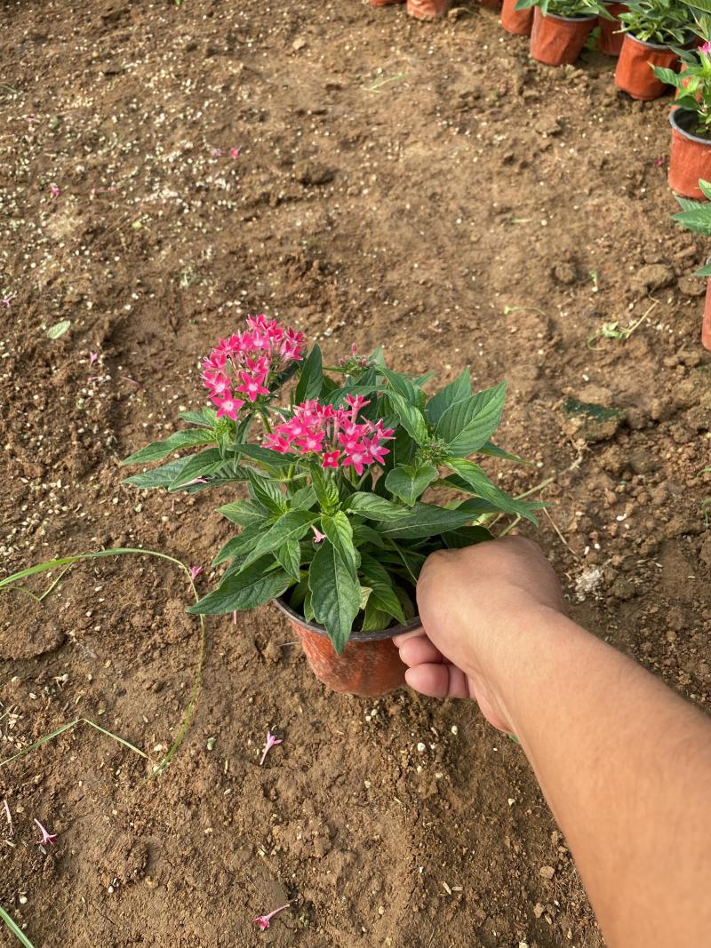 繁星花自产自销繁星花种植基地繁星花批发