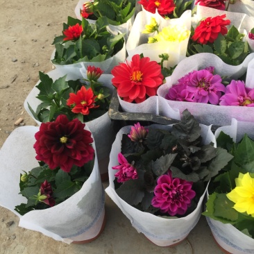 小丽花种植基地小丽花自产自销小丽花批发