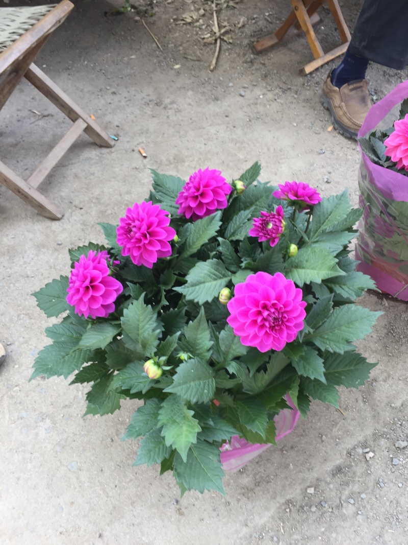 小丽花种植基地小丽花自产自销小丽花批发