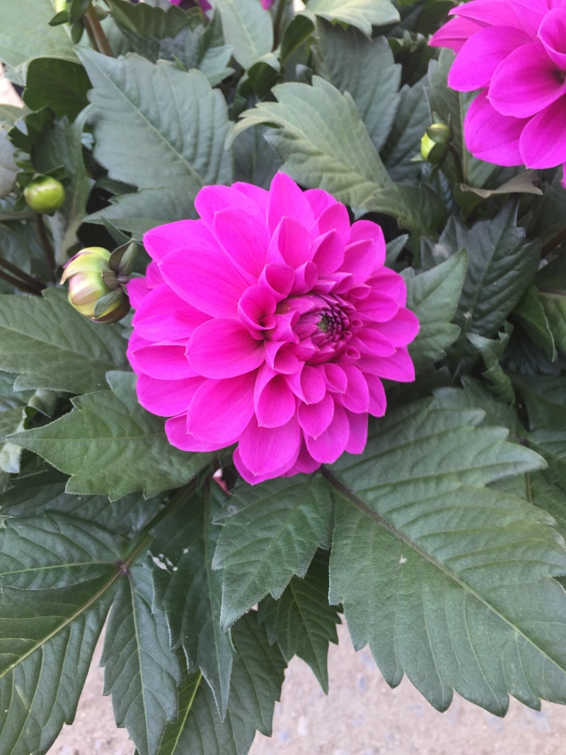 小丽花种植基地小丽花自产自销小丽花批发