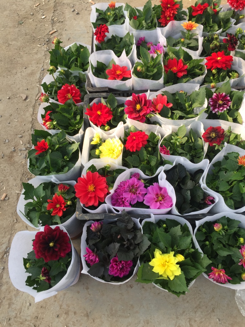 小丽花种植基地小丽花自产自销小丽花批发