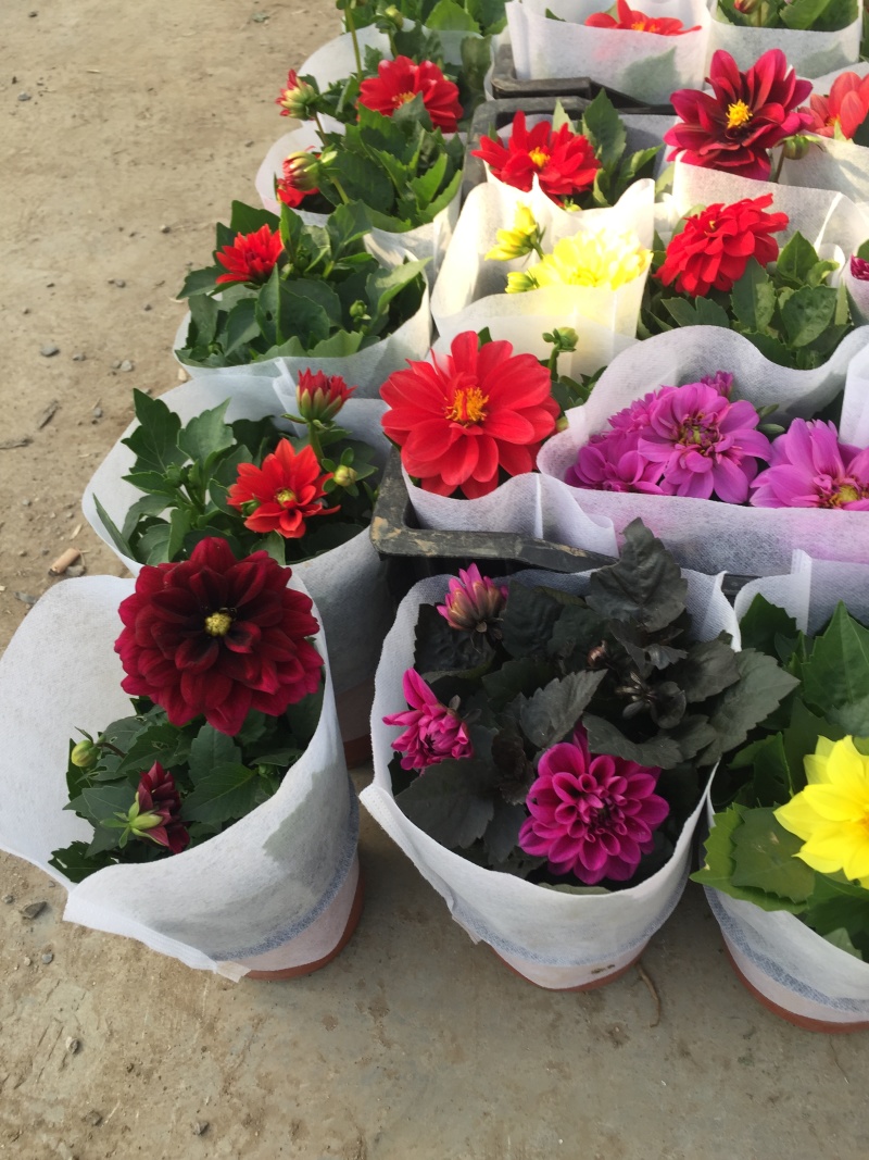 小丽花种植基地小丽花自产自销小丽花批发