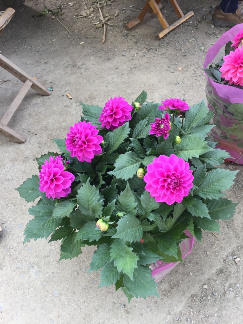 小丽花种植基地小丽花自产自销小丽花批发