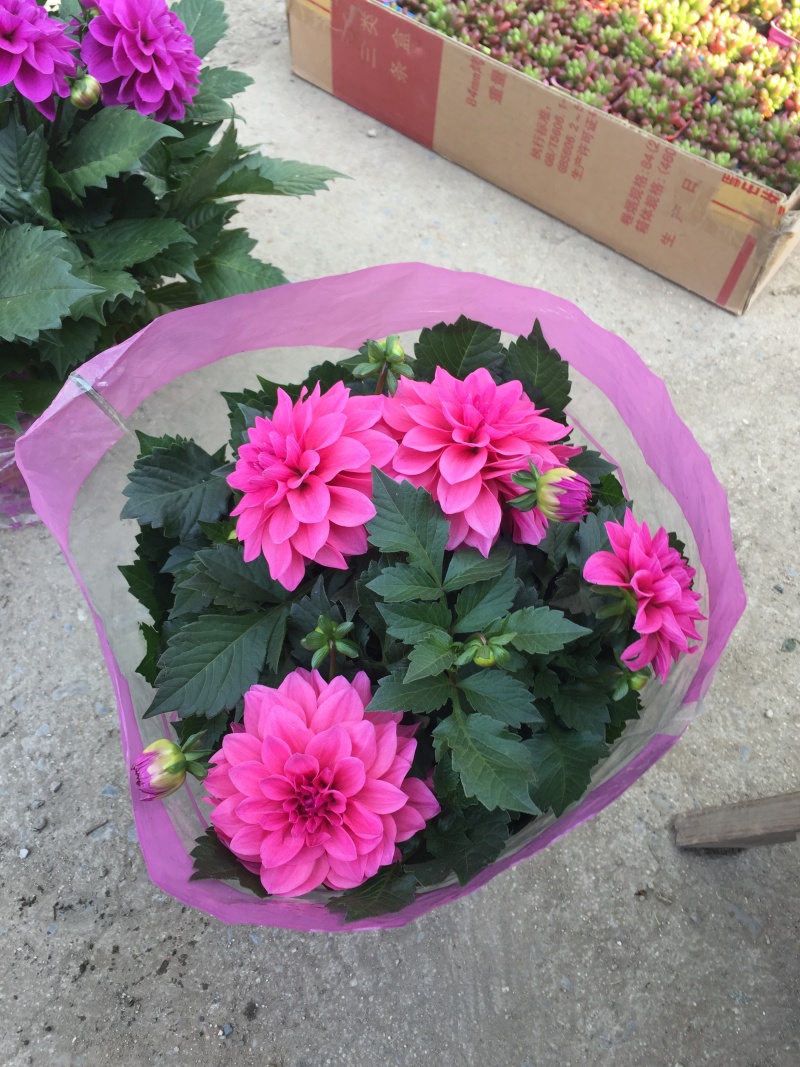 小丽花种植基地小丽花自产自销小丽花批发