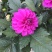 小丽花种植基地小丽花自产自销小丽花批发