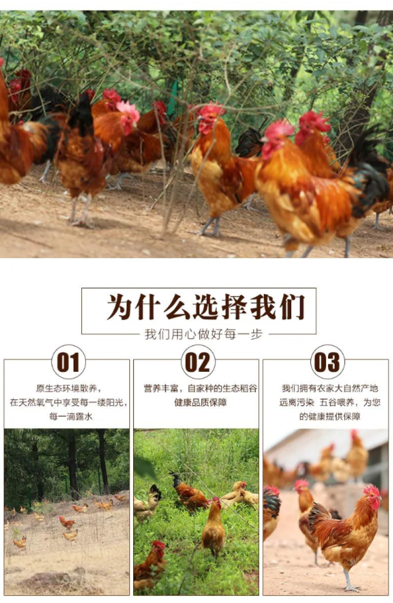 现杀散养老公鸡新鲜大公鸡大鸡冠草鸡笨鸡跑山鸡走地鸡整鸡跑