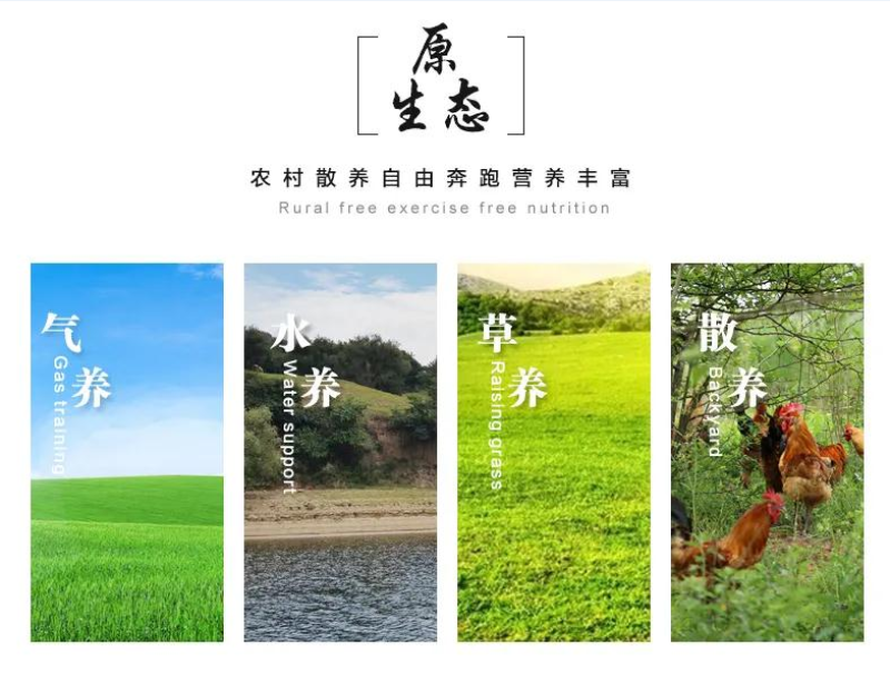 现杀散养老公鸡新鲜大公鸡大鸡冠草鸡笨鸡跑山鸡走地鸡整鸡跑