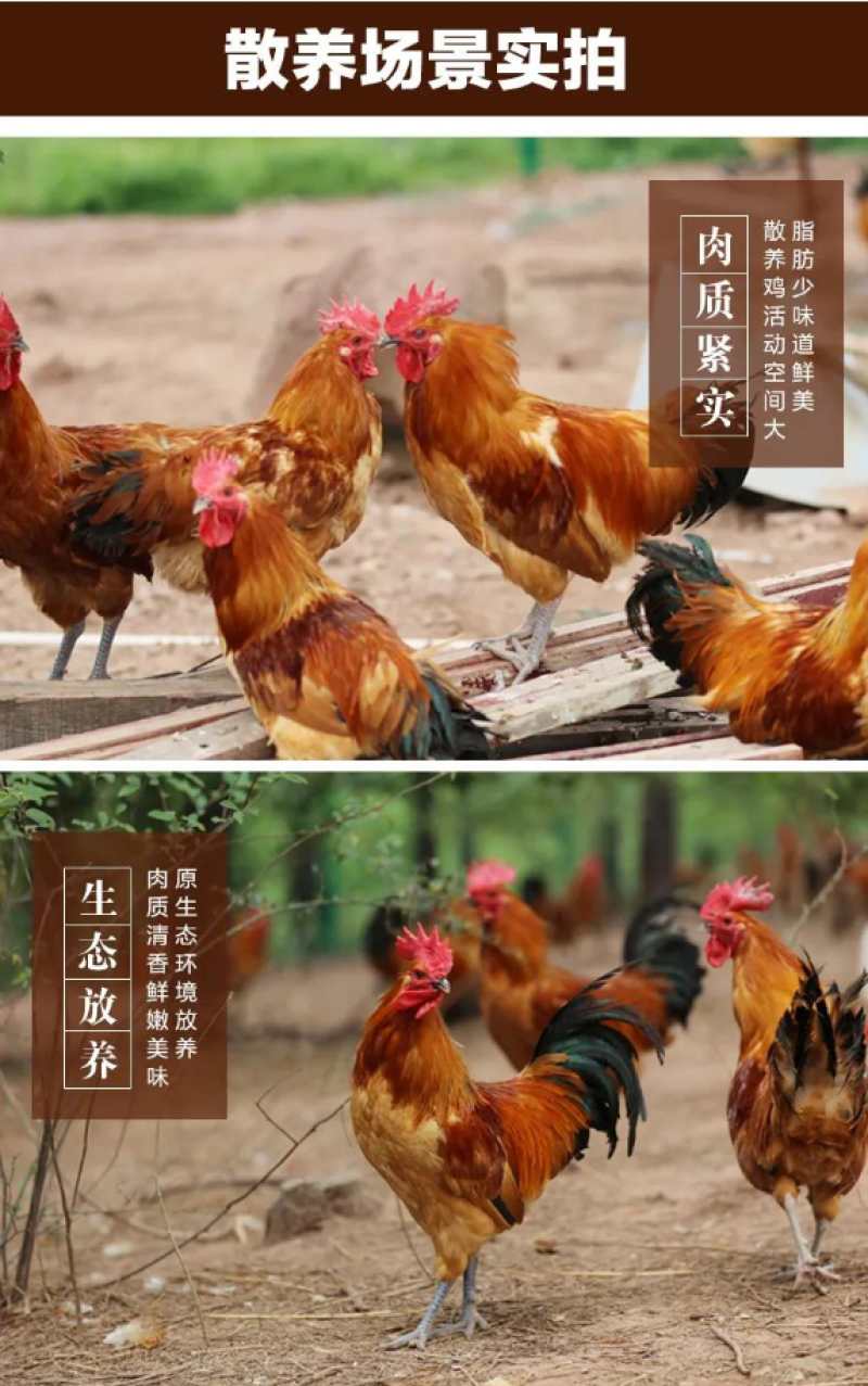 现杀散养老公鸡新鲜大公鸡大鸡冠草鸡笨鸡跑山鸡走地鸡整鸡跑