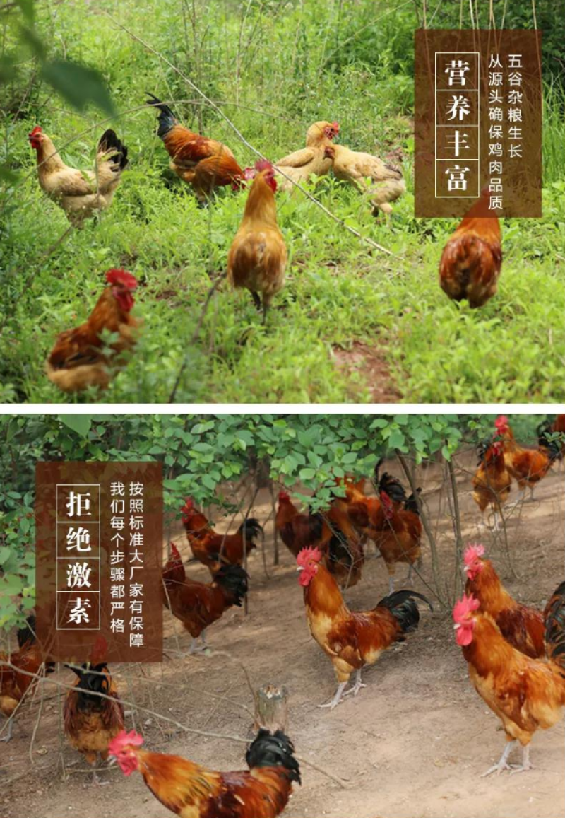 现杀散养老公鸡新鲜大公鸡大鸡冠草鸡笨鸡跑山鸡走地鸡整鸡跑