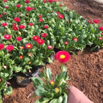 雏菊自产自销600万雏菊低价出售