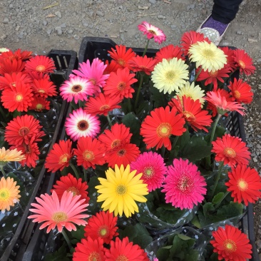 非洲菊农户直销非洲菊自产自销非洲菊种植基地