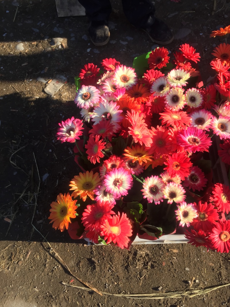 非洲菊农户直销非洲菊自产自销非洲菊种植基地