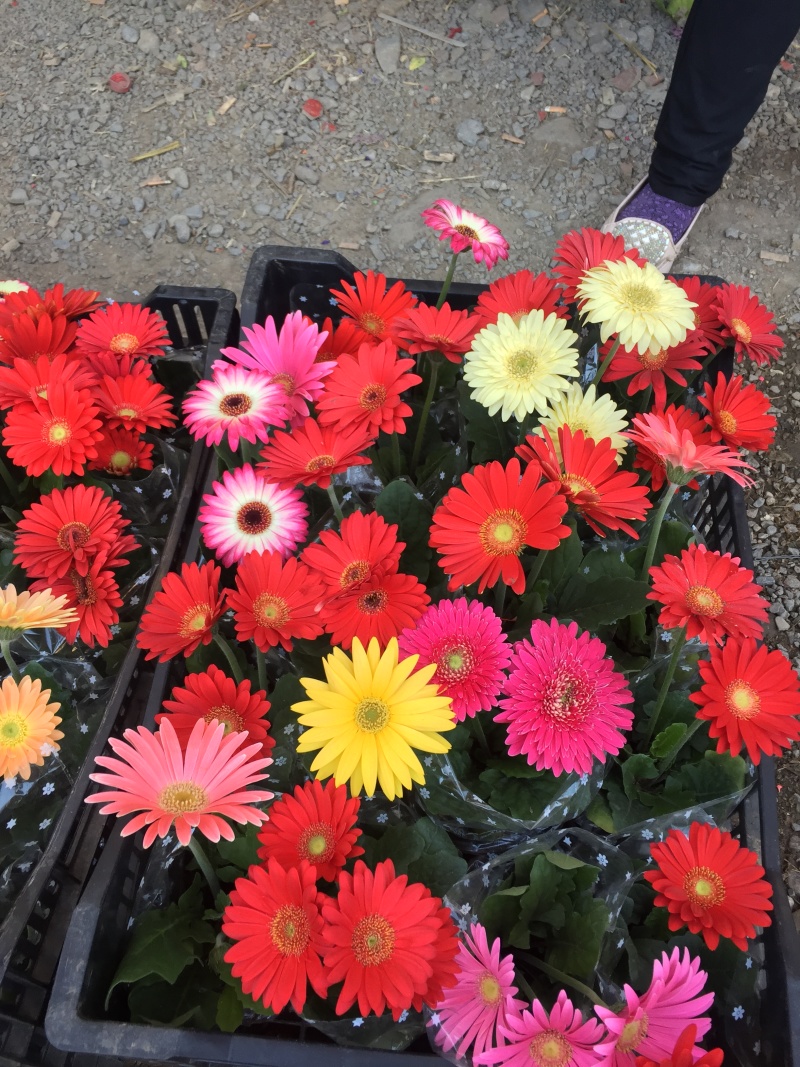 非洲菊农户直销非洲菊自产自销非洲菊种植基地