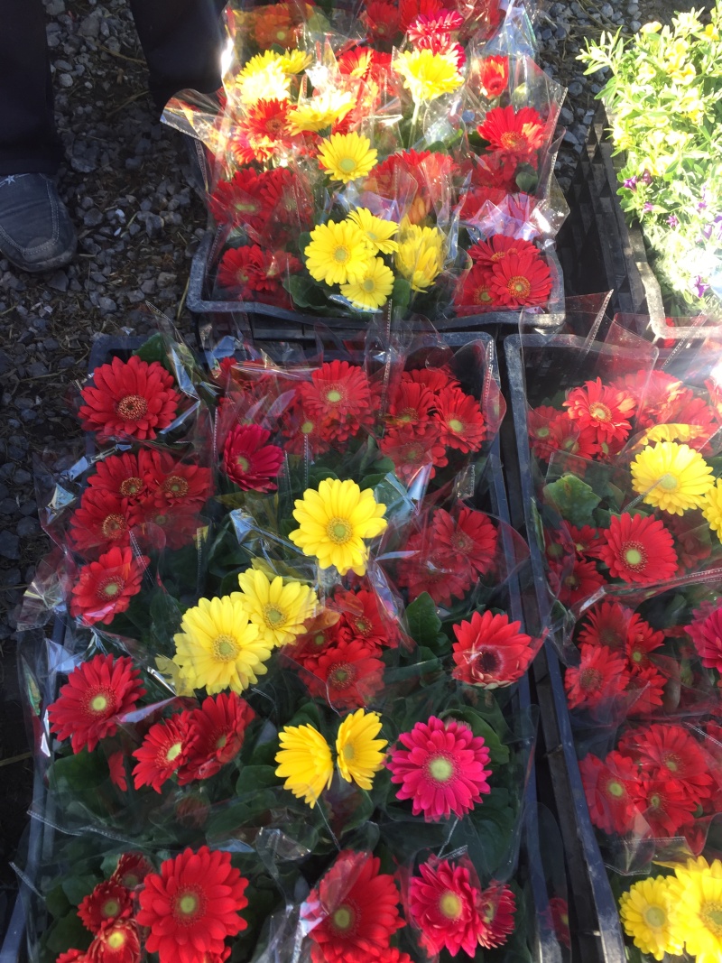 非洲菊农户直销非洲菊自产自销非洲菊种植基地