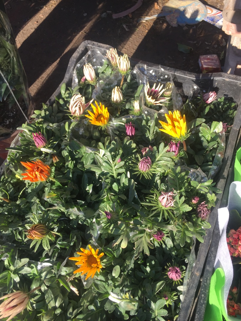 勋章菊农户直销勋章菊自产自销20万勋章菊处理