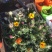 勋章菊农户直销勋章菊自产自销20万勋章菊处理