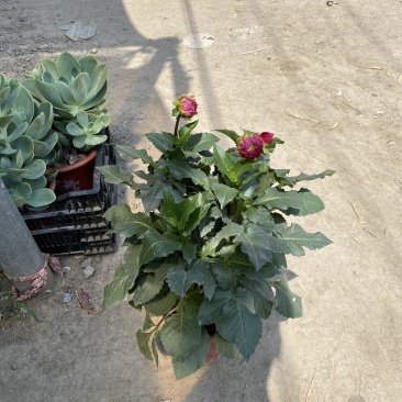 大丽花自产自销大丽花种植基地大丽花低价处理