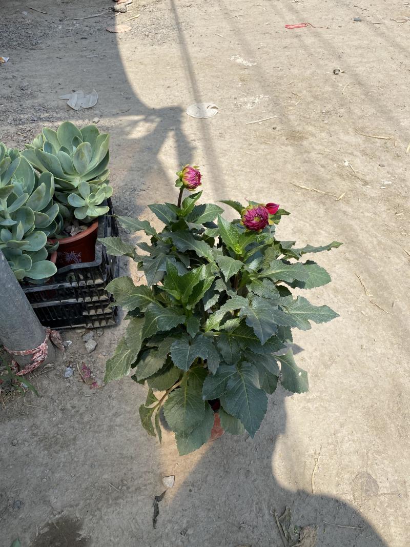 大丽花自产自销大丽花种植基地大丽花低价处理